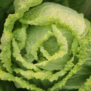 Organic Chinese cabbage-chou de Chine_similar product