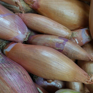 Organic shallots-échalotes_similar product